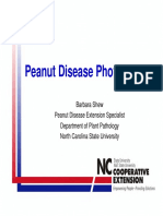 Peanut Disease Photos Guide with 24 Diseases