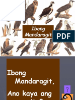 Raptors or Ibong Mandaragit Presentation
