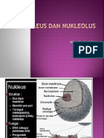 Nukleus Dan Nukleolus
