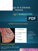 Anatomía y lesiones de la mama