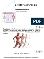 Sistema Osteomuscular