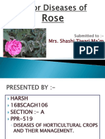 Major Diseases of Roses 