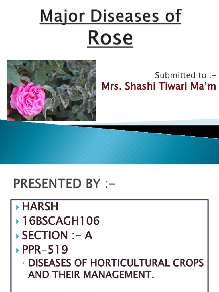 Major Diseases of Roses PDF Pest Botany