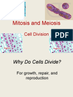 Mitosis and Meiosis: Cell Division