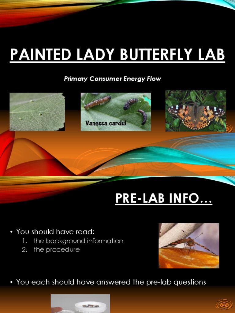 Energy Transfer in Butterfly Lab | PDF | Primary Production | Food Web