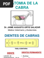 Timpanismo en Bovinos: Diagnóstico y Tratamiento | PDF | Especialidades ...
