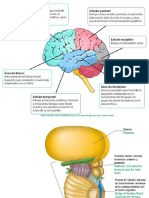 biologia.docx