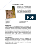 Colibacilosis Porcina