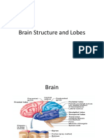 Brain Structure and Lobes