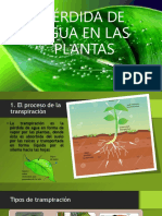 PÉRDIDA DE AGUA EN LAS PLANTAS.pptx