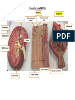 Estructura Del Riñon