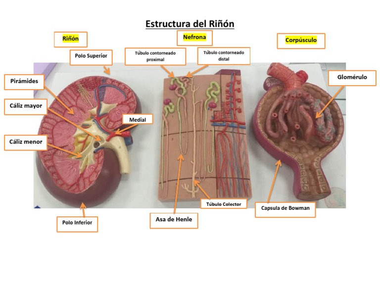 Anatomía del Riñón: Componentes Clave | PDF