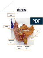 Pancreas