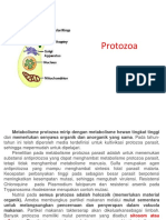 2 REKAP Metabolisme Protozoa Bakteri Fungi