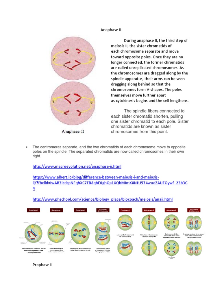 Anaphase II | PDF