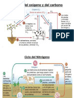 El Ciclo Del Oxígeno y Del Carbono