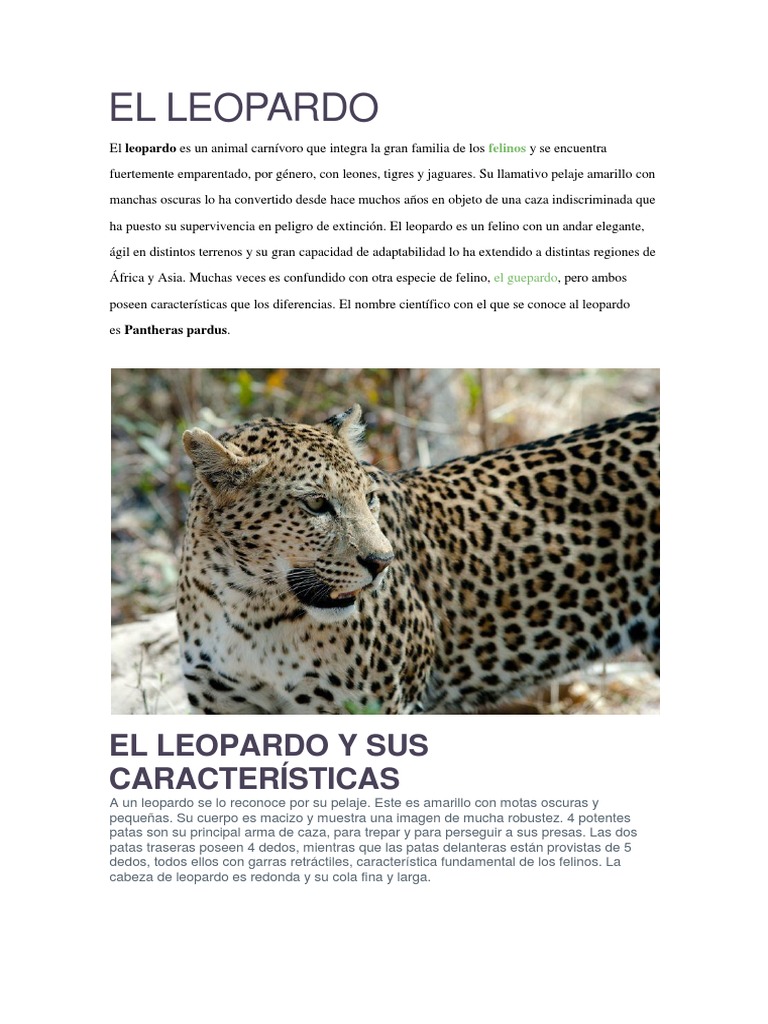 corrupción Culpable Composición EL LEOPARDO - Características | PDF | Leopardo | Felidae