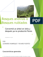 Bosques Andinos o Bosques Nublados.pptx Leo
