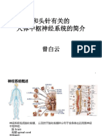 和头针有关的中枢神经系统 