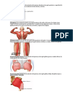 10 Musculos Del Ceurpo Humano