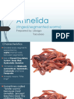 Annelida: (Ringed/segmented Worms)