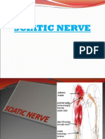 20 Sciatic Nerve - Iippt