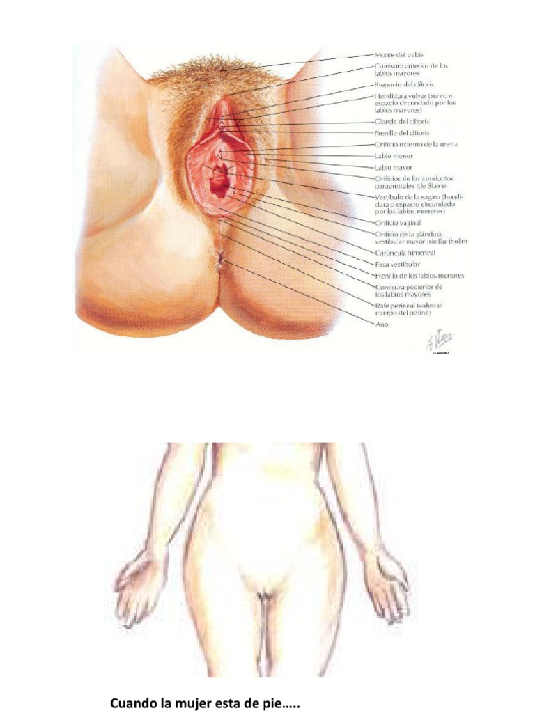 Genitales Externos: Vulva | PDF | Estudios de idiomas extranjeros | Hogar,  jardinería y bricolaje, image size:768x1024