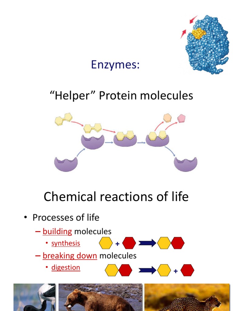 Enzymes "Helper" Protein Molecules PDF Enzyme Active Site