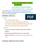 Human Male Reproductive System