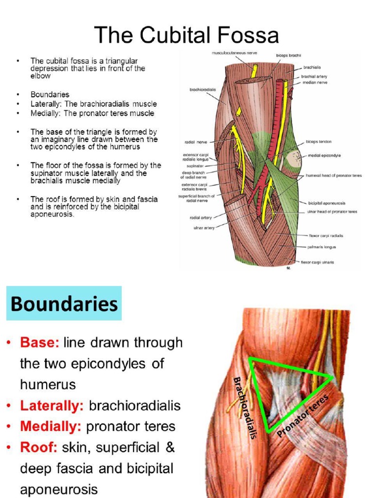 Antecubital Fossa