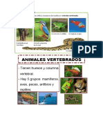 Clasificación de animales invertebrados y vertebrados