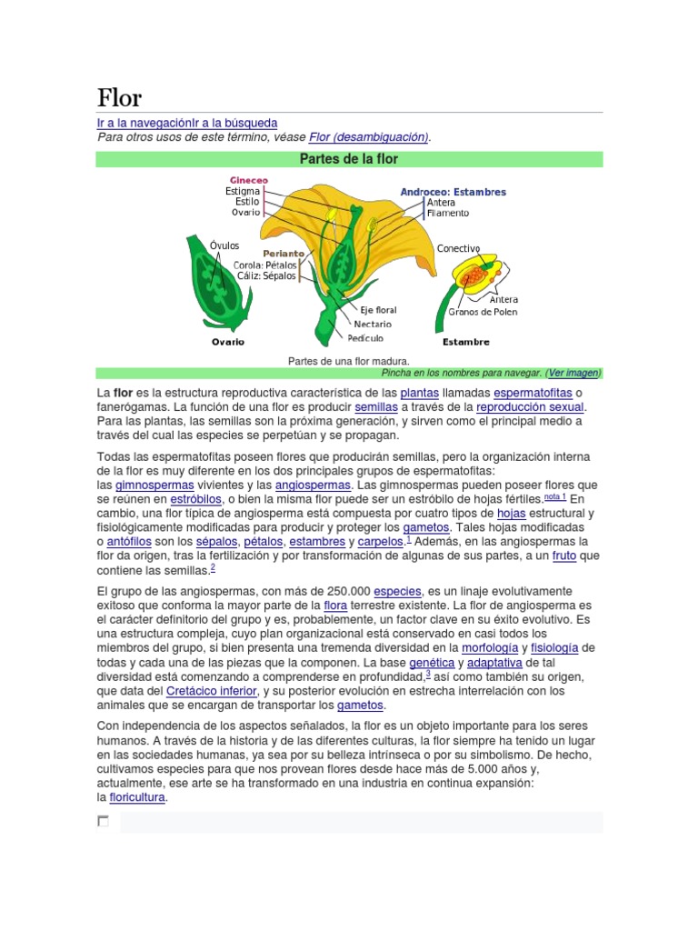 Partes y morfología de la flor | PDF | Flores | Morfología Vegetal