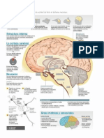 Cerebro