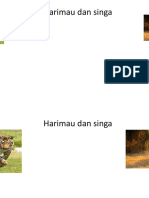 harimau