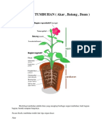 MORFOLOGI TUMBUHAN Akar Batang Daun