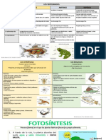 tabla-animales-vertebrados.pdf