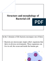 Structure and Morphology of Bacteria