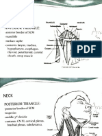 Triangle of the Neck Ppt