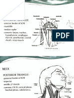 Triangle of The Neck