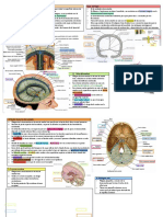 Meninges encefálicas y sus principales pliegues