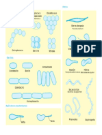 Tipos de Bacterias