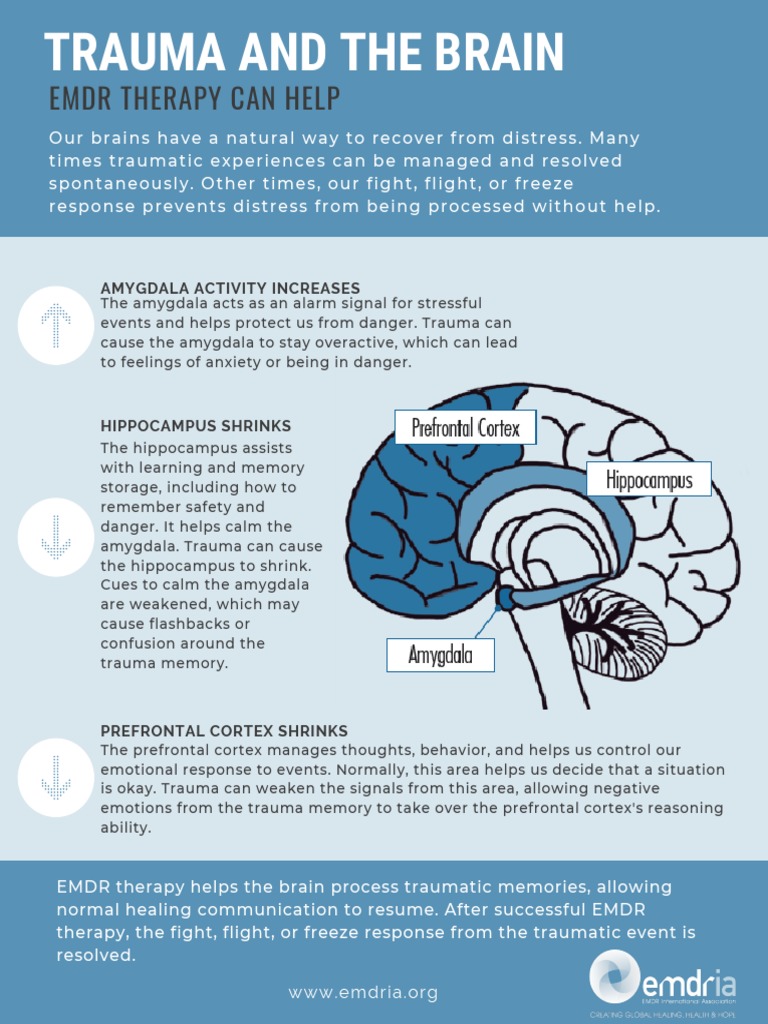 Understanding Trauma's Impact on the Brain | PDF