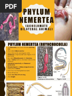 Overview of Priapulida (Penis Worms) | PDF