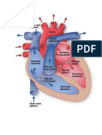 corazon.docx