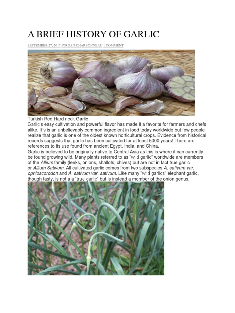 History and Origins of Garlic | PDF | Garlic | Onion