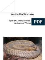 Aruba Rattlesnake