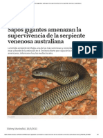 Sapos Gigantes Amenazan La Supervivencia de La Serpiente Venenosa Australiana