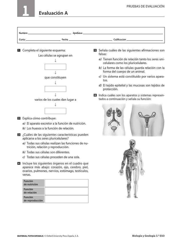 188 1a 0S3BG P Eval PDF | PDF | Órgano (anatomía) | Tejido (biología)