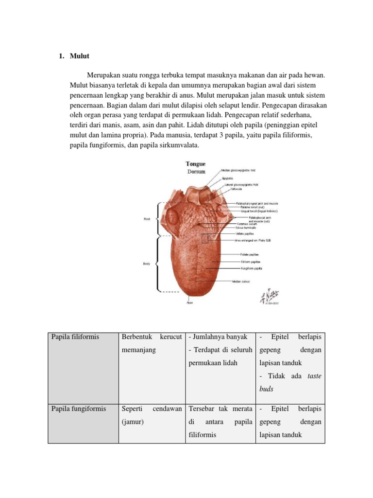 Anatomi Mulut Pdf Seni Disiplin Bahasa Sains Matematika