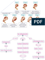 Desarrollo embrionario - imagen.docx
